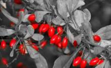 "Fall image 20" - dempsey-2021